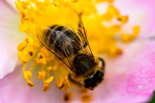 Honingbij verzamelen stuifmeel op roze roze bloem close-up.