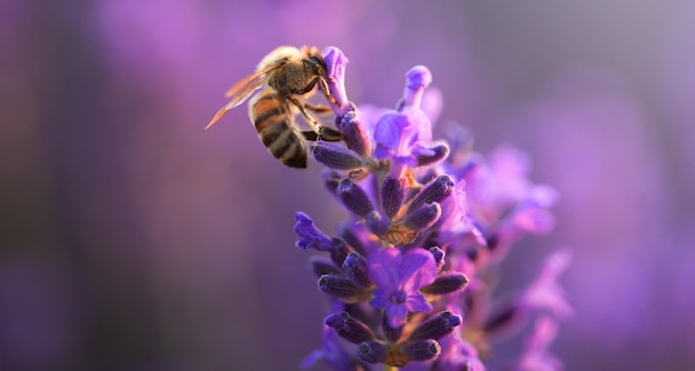 Honingbij verzamelt nectar op lavendelbloemen Close-up