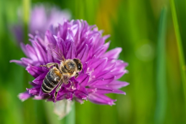 Honingbij verzamelt nectar van bieslookplantbloesem