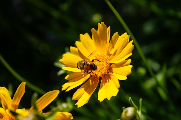 Honingbij verzamelt stuifmeel in bloeiende gele bloem in tuin