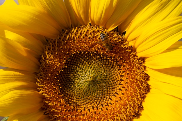 Honingbij verzamelt stuifmeel van een zonnebloem