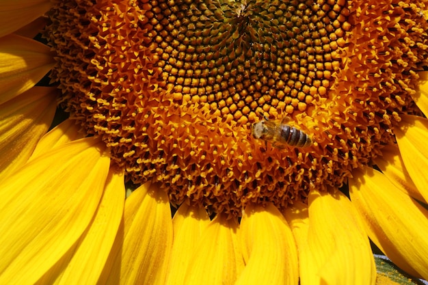 Honingbij verzamelt stuifmeel van een zonnebloem