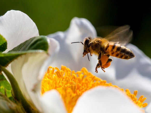 Honingbij vliegt over een witte bloem op een zonnige dag.