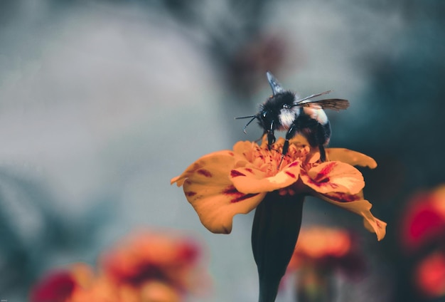 Honingbij zittend op een goudsbloem bloem. Bij die honing van bloem verzamelt