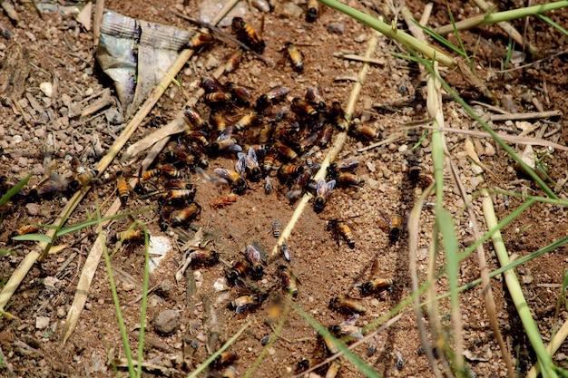 Honingbijen halen water uit nat zand