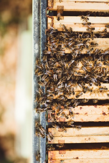 Foto honingbijen in hun bijenkorf honingbijen aan het werk