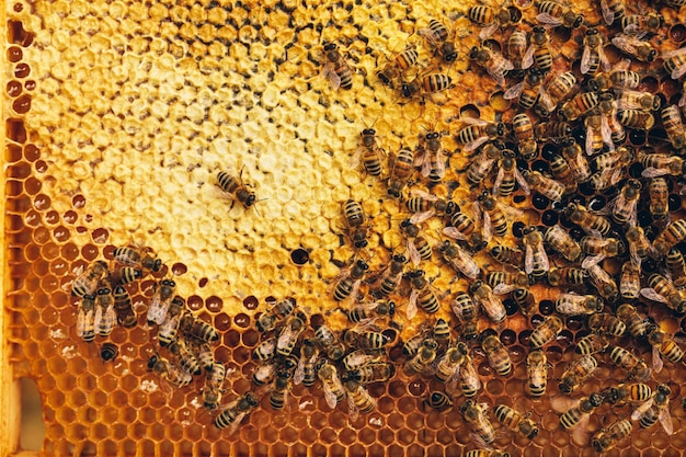 Honingbijen op honingraat aan het werk in de korf