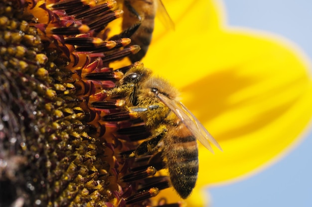 Honingbijen verzamelen nectar