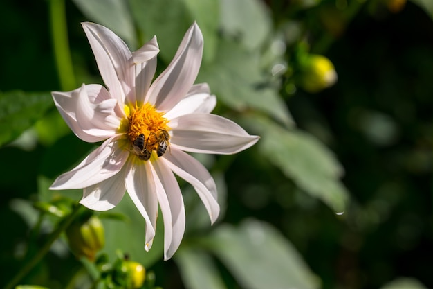 Honingbijen verzamelen stuifmeel van witte kosmosbloem met zonsonderganglicht.