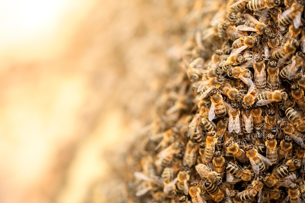 Honingbijen zwermtransplantatie textuur veel insecten