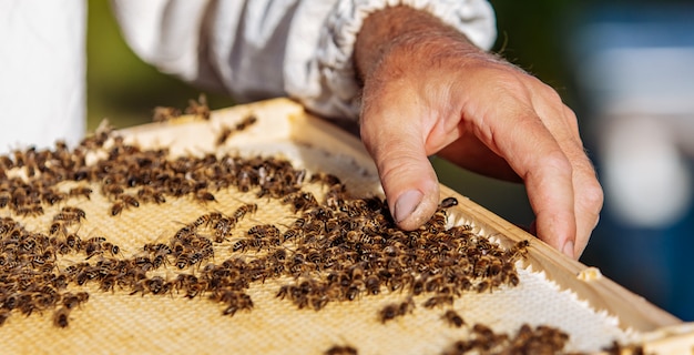 Honingcel met bijenclose-up in een zonnige dag. Bijenteelt. Bijenstal