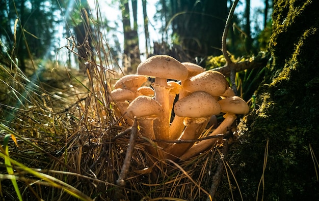 Honingpaddestoelen in de herfstbos close-up mooie eetbare paddestoelen ik in zonlicht