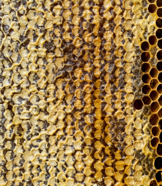 Honingraat gevuld met bloemenhoning