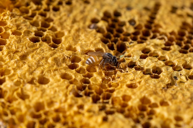 Honingraat met de achtergrond van de bijentextuur