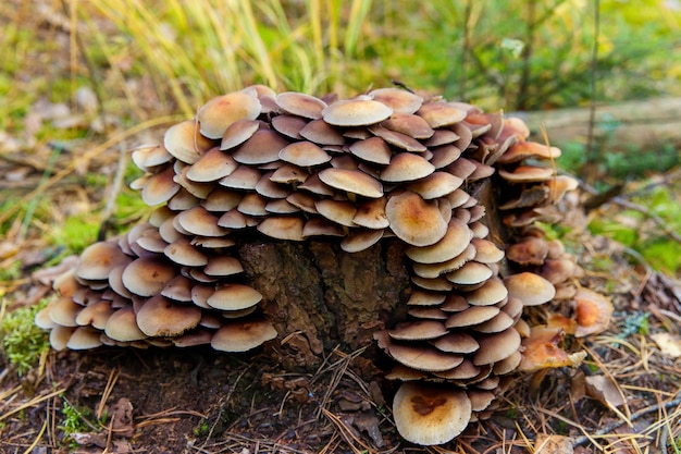 Honingzwam (Armillaria mellea) paddestoel in een bos