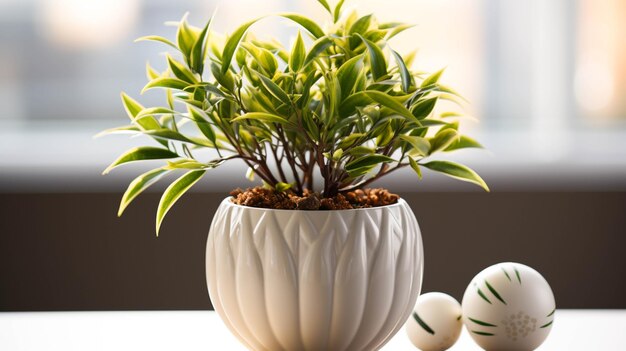 Honkbalplant in een pot op een witte tafel