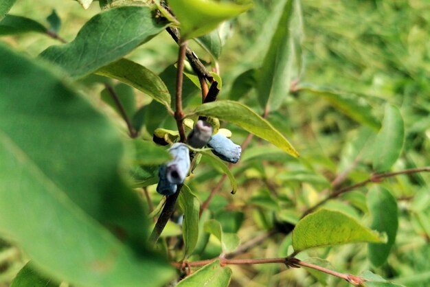 Honneyberry or blue ripe honeysuckle berries on a bush branch with fresh green leaves closeup