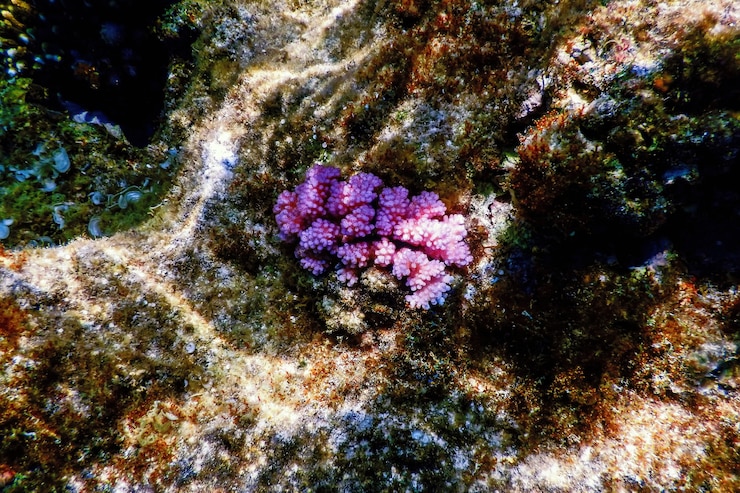 Photo フードコーラル、滑らかなカリフラワーコーラル（stylophora pistillata）水中、海洋生物