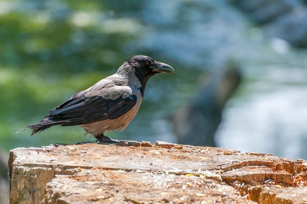 후드 까마귀 (Corvus cornix) . 두건이 있는 까마귀 - 두건이 있는 까마귀(Corvus cornix)는 까마귀 속에 속하는 유라시아 조류 종입니다.