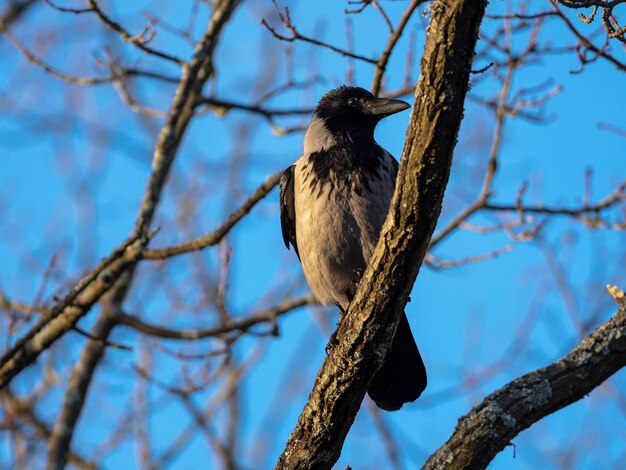 두건 까마귀 (Corvus cornix) 스톡홀름, 스웨덴