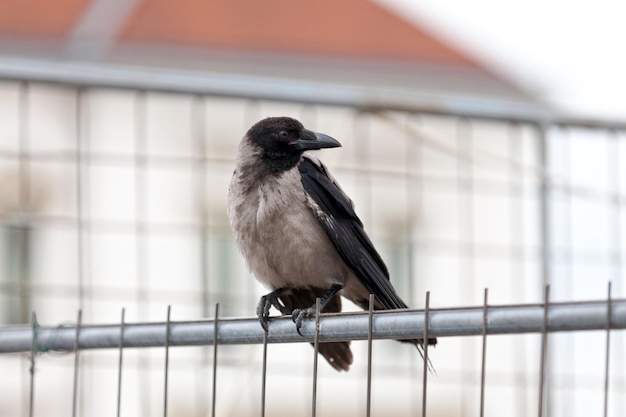 Hooded crow on a fence