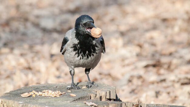 帽子をかぶったカラスは茎に横たわっているナッツを取ります