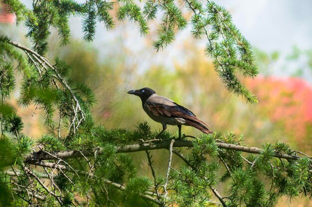 Hooded crow while blinking crow sitting on a branch