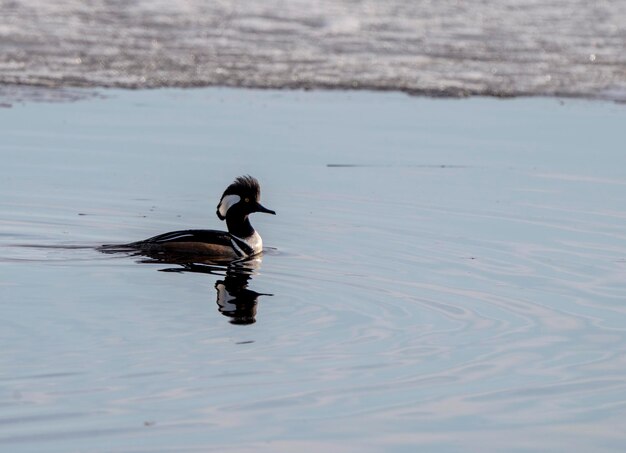 Photo hooded merganser ducks