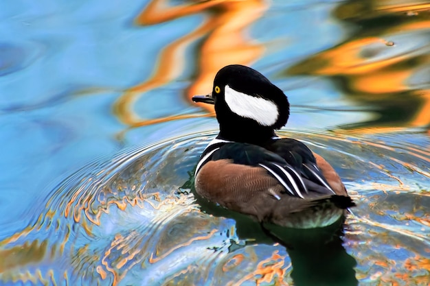 Крохальщик с капюшоном (lophodytes cucullatus) в Barnes Wetland Trust