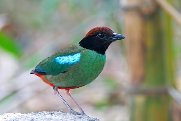 写真 フード付きピッタpitta sordidaタイの美しい鳥