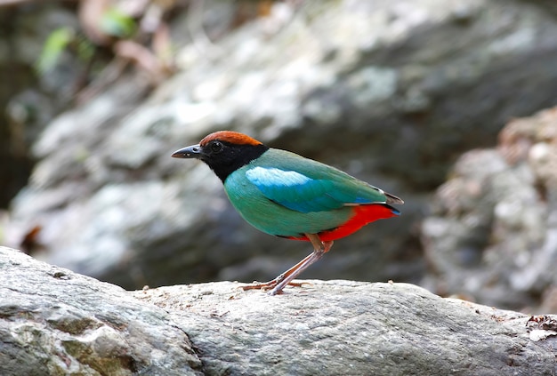 Hooded Pitta Pitta sordida 태국의 아름다운 새들