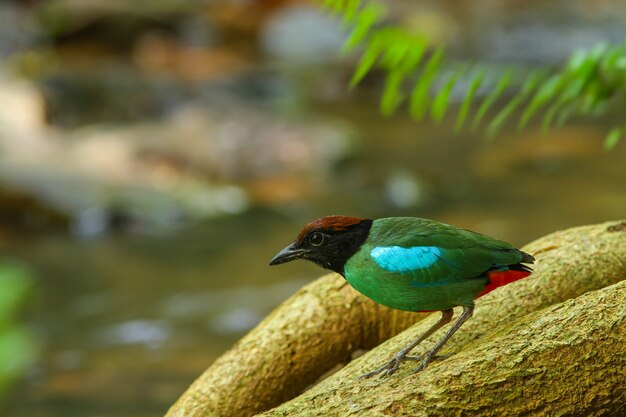 Hooded Pitta (Pitta sordida) in nature