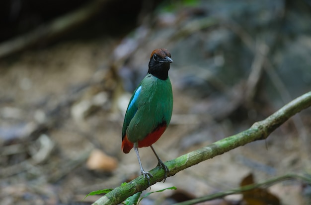 Hooded Pitta (Pitta sordida) standing on a branch