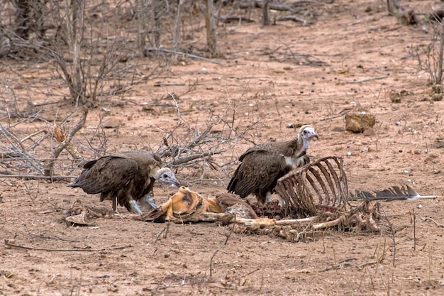 Hooded Vultures eating an Impala