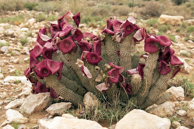 Photo the hoodia flowering plant in namibia