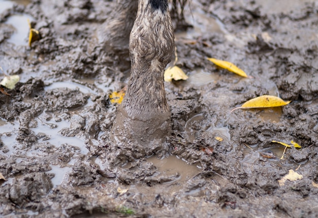 Hoof and leg of a horse in the mud