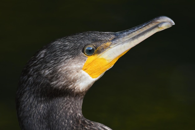 Foto hoofd aalscholver op een donkere achtergrond phalacrocorax carbo