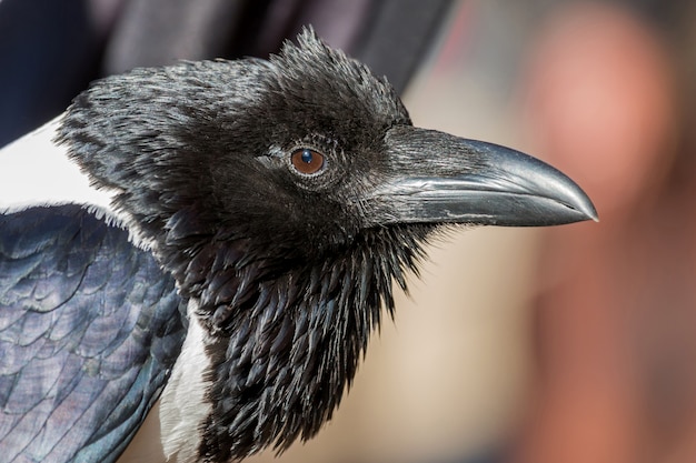 Hoofd dicht omhooggaand portret met een kap van de kraaivogel