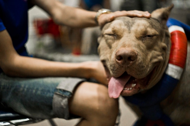 Hoofd- en mondportret close-up van een enorme hond Amerikaanse pitbull terrier ras kampioen van gewicht trekken