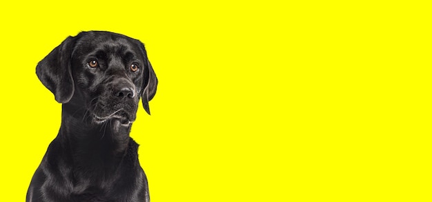Hoofd geschoten van een zwarte labrador retriever hond geïsoleerd op gele achtergrond