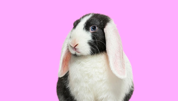Hoofd geschoten van zwart-wit hangoor konijn met blauwe ogen op roze achtergrond