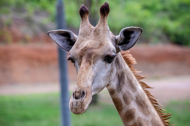 Hoofd geschotene giraf in de dierentuin in Thailand