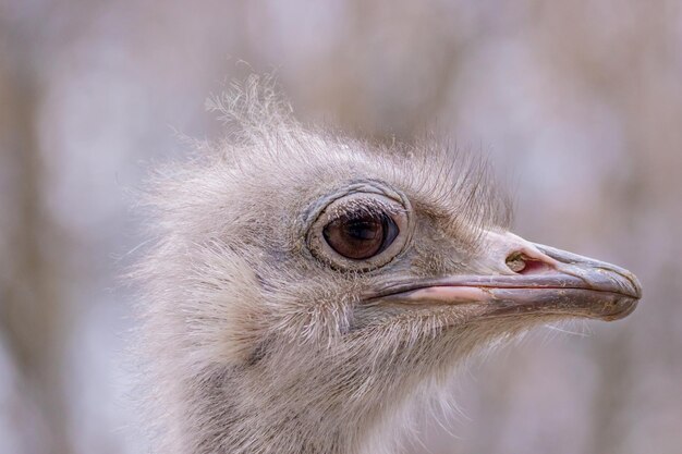 Hoofd groot mooi vogel struisvogel portret