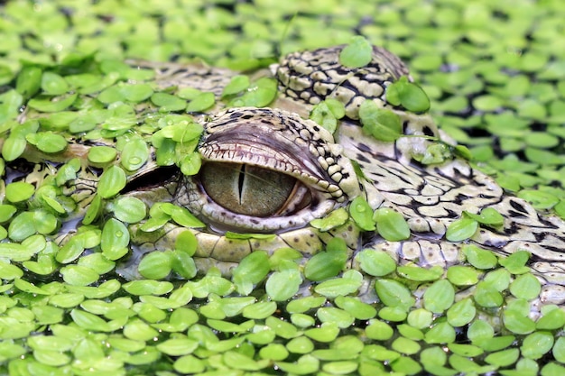 Hoofd jonge krokodil gecamoufleerd in moeras