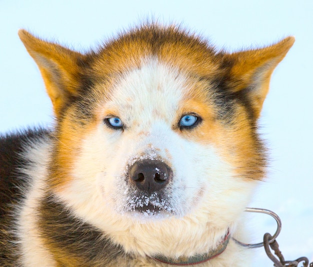 Hoofd malamute sledehonden