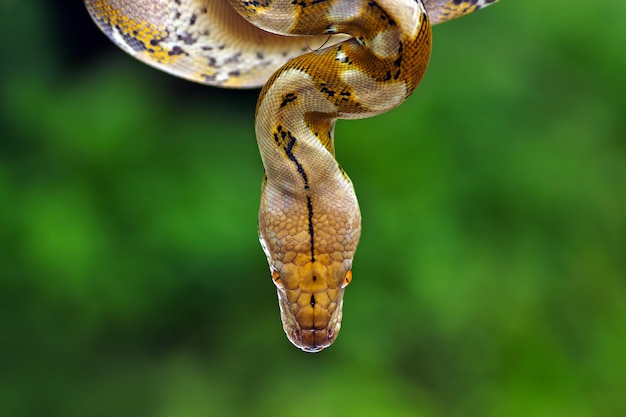 Hoofd pythonidae slang close-up op natuur achtergrond