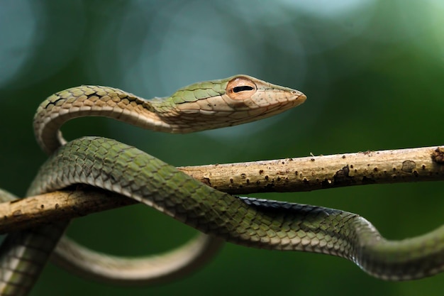 Hoofd van Aziatische vinesnake close-up op tak dierlijke close-up Aziatische vineside view