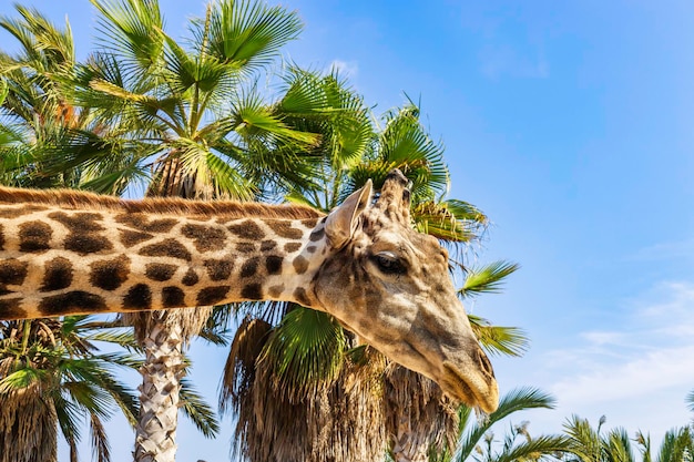 Hoofd van de giraf op tropische planten en blauwe hemelachtergrond