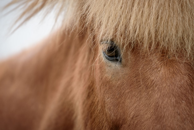 Hoofd van een bruin paard close-up