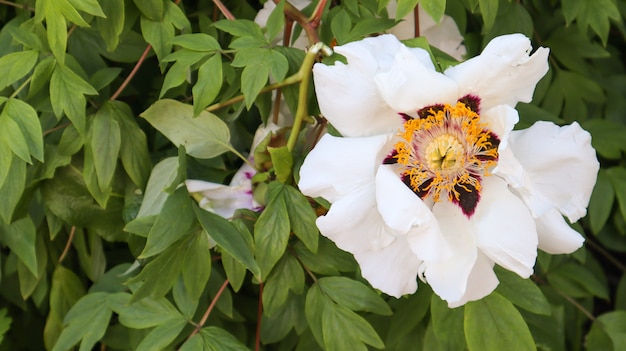 Hoofd van een lichtroze boompioenbloem in het park